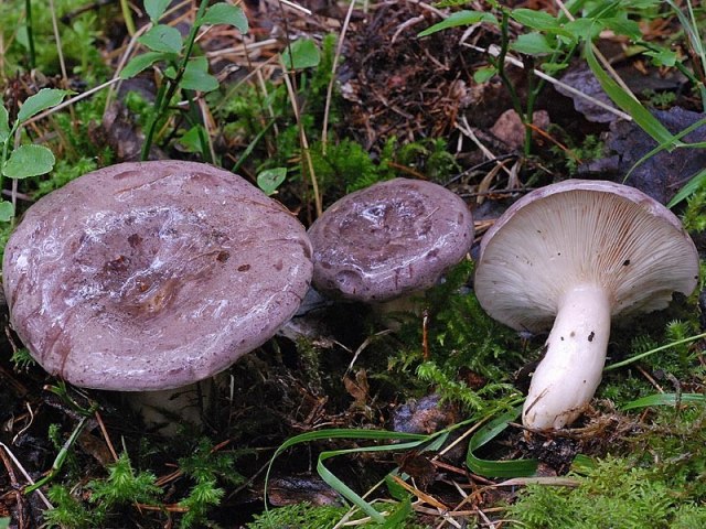 Мицелий Млечника обыкновенного / Гладыш (Lactarius trivialis)